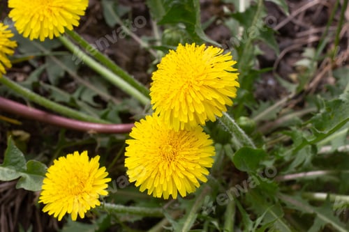 Preview: bright yellow dandelion in the meadow