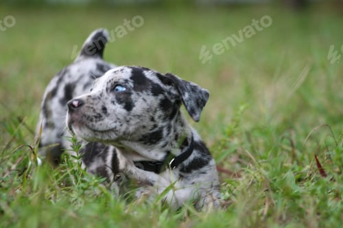 Preview: Adorable Catahoula Leopard puppy playing in outdoor yard during a sunny day