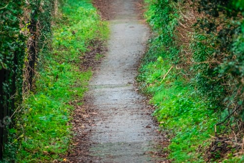 Preview: Green pathway in a park