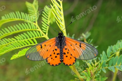 Preview: Colorful garden acraea butterfly