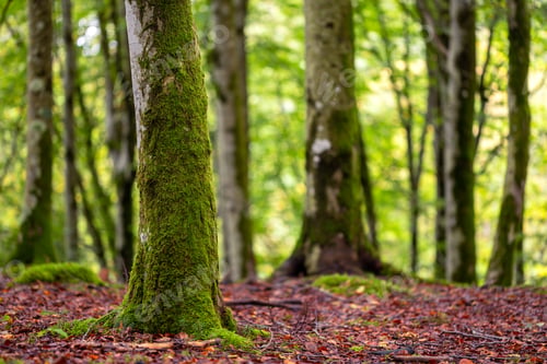 Preview: Beech Forest Tree