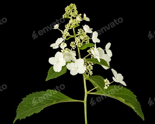 Preview: Inflorescence of hydrangea, isolated on black background