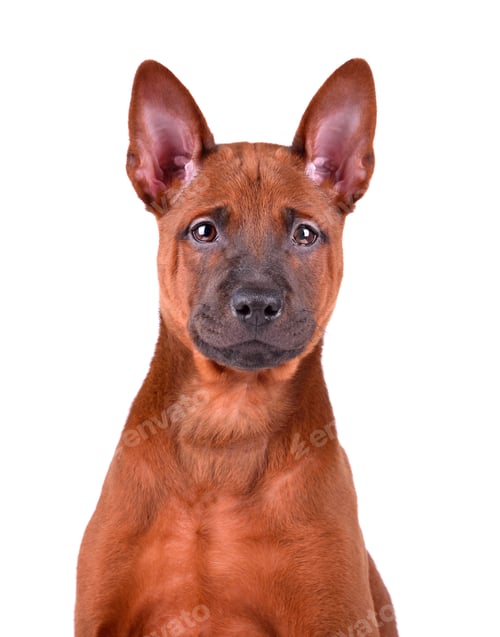 Preview: Three months old puppy of Thai Ridgeback