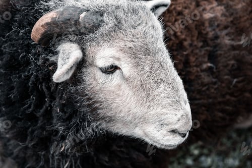 Preview: Closeup shot of a sheep