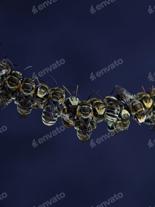 Preview: A group of Lipotriches (sweat bees) resting on a tree branch