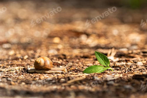 Preview: A snail on the road is walking towards the leaves