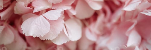 Preview: A banner close up of pink flowers with a soft, delicate look