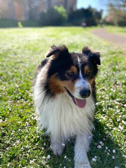 Preview: Australian shepherd dog in spring