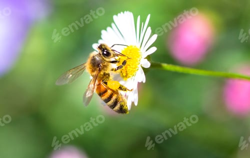 Preview: Honeybee on a White and Yellow Flower