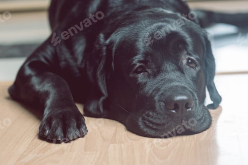 Preview: Black labrador retriever
