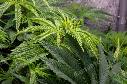 Preview: Indoor cultivation of marijuana, for personal consumption. Cultivation process with controlled cabin