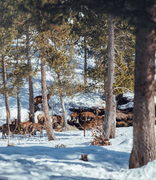 Preview: Noble deers near trees between snow