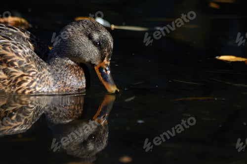 Preview: Reflecting Duck3