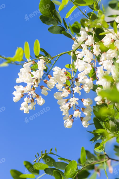 Preview: blooming locust in the garden