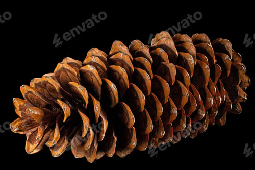 Preview: Big sequoia cone, isolated on black background