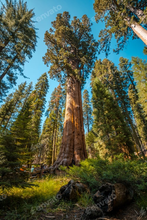 Preview: The impressive General Sherman Tree in Sequoia National Park, California