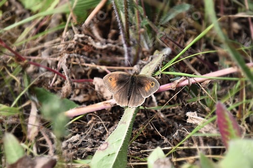 Preview: brown and orange butterfly sitting on the ground