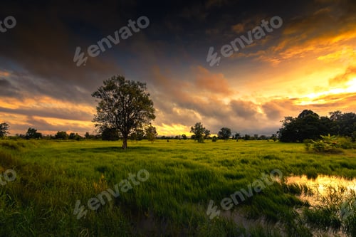 Preview: The rice fields are full, waiting to be harvested at countryside with sunset.