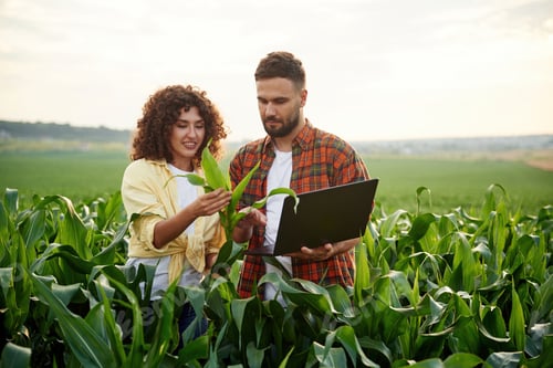 Preview: Checking the data on the laptop. Man and woman are on the corn agricultural field