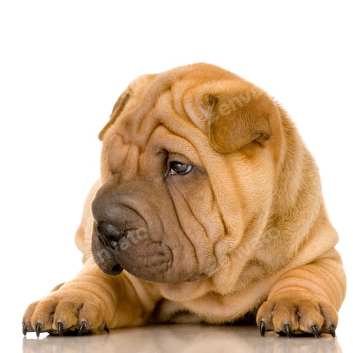 Preview: Sharpei