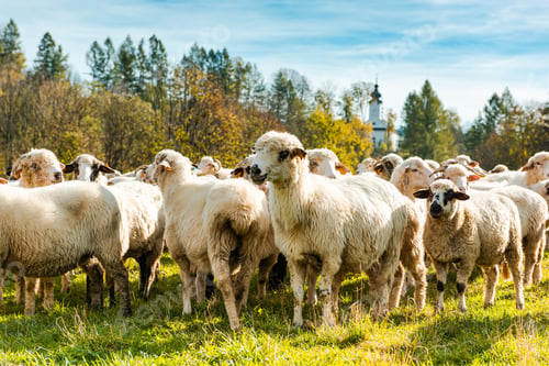 Preview: Many Sheeps in Herd Grazing on Pasture at Sunny Autumn Day