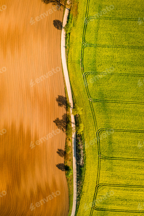 Preview: Green and yellow rape fields in the countryside, aerial view