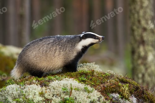 Preview: European badger sniffing on mossed rock in autumn nature