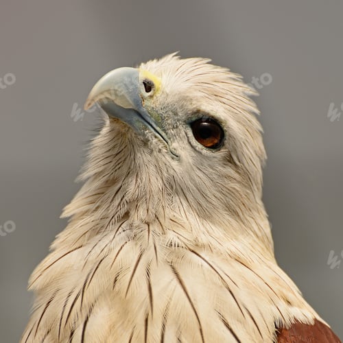 Preview: Brahminy Kite