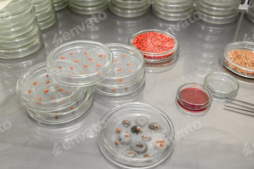 Preview: Petri dish. Microbiological laboratory. Mold and fungal cultures. Bacterial research