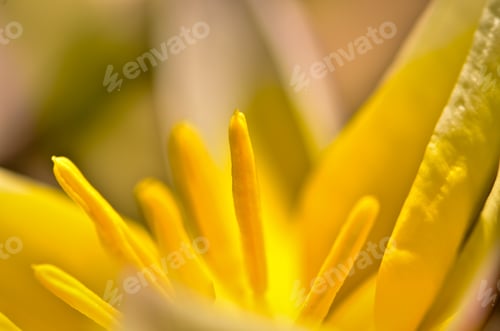 Preview: Macro of a yellow tulip with pollen and filaments