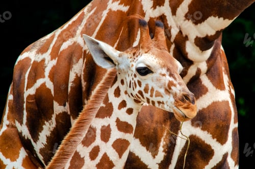 Preview: A young giraffe calf's head and neck standing in front of its mother