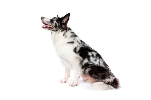 Preview: Attentive Dog Sitting and Looking Upward