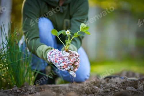 Preview: Young woman in the garden working on strawberry filed