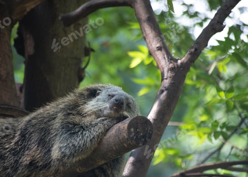 Preview: The binturong, Arctictis binturong, also known as bearcat