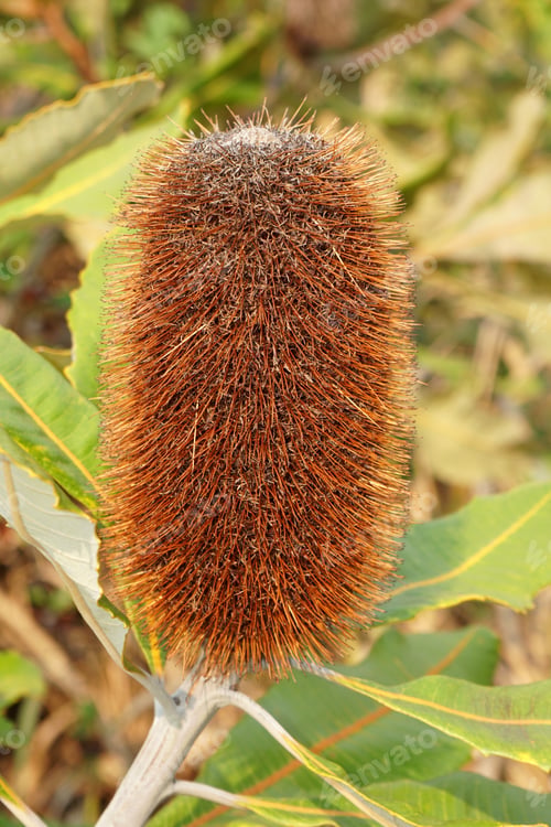 Preview: Vertical shot of the Swamp banksia plant