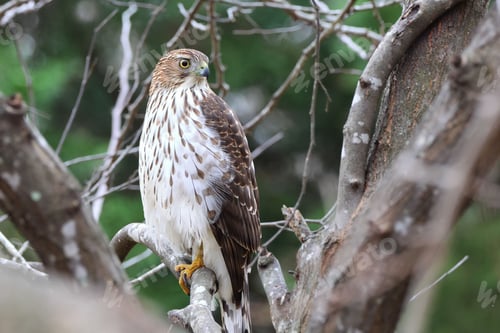 Preview: Hawk perched on a tree branch in a forest.