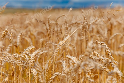 Preview: Close up of ears of wheat with blur background of blue sky