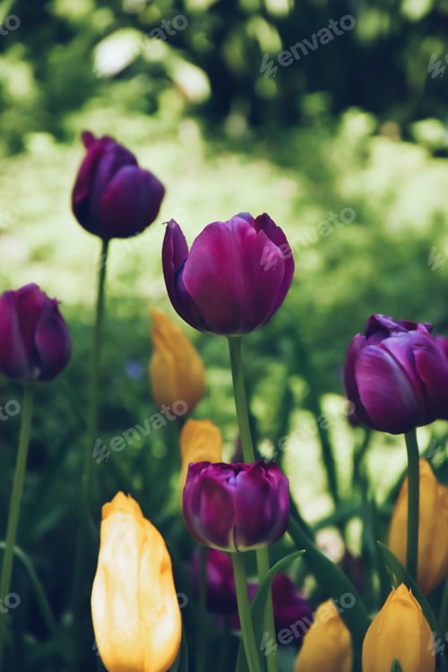 Preview: Purple peony tulip flower with petals, leaves and stem in a blurred background. Shallow depth of fie