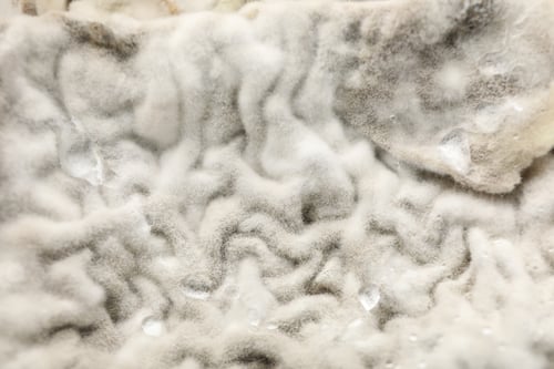 Preview: Mold, fungus on food close-up, dangerous to health.
