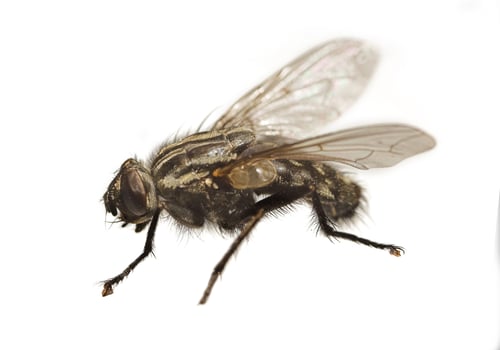 Preview: Housefly - Musca domestica. A photo of an ordinary housefly (Musca domestica).