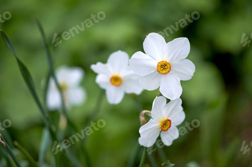 Preview: Narcissus signalling the coming of spring