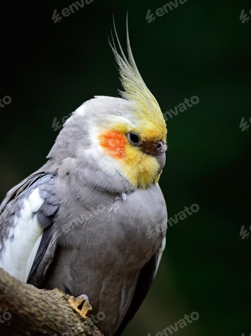 Preview: cockatiel, parrot, bird, isolate