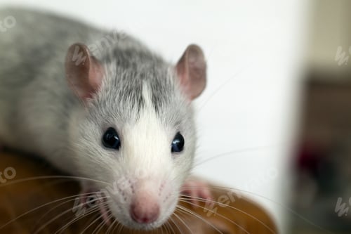 Preview: Closeup of funny white domestic rat with long whiskers