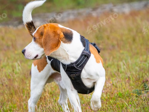 Preview: Brown and white puppy walking over the meadow