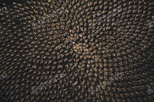 Preview: Vegetable background, black sunflower seeds close-up. Sunflower flower with ripe seeds.