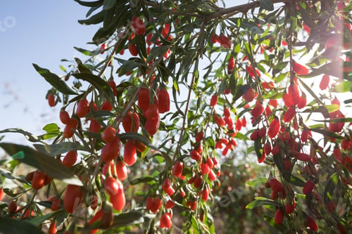 Preview: Goji berry fruits and plants in sunshine garden