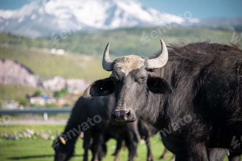Preview: Portrait of a neat in green grass by a snowy mountain
