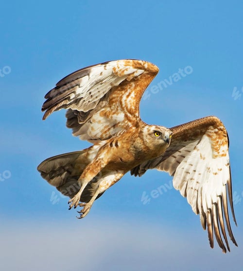 Preview: A Beautiful Botswana Wildlife Place in the World in Picture