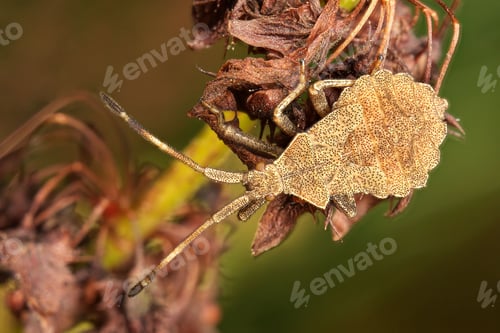 Preview: Close-up of a brown leaf-footed bug on a plant