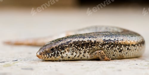 Preview: Closeup of a Chalcides ocellatus on the ground in Malta with a blurry background